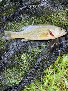 Smallmouth Bass