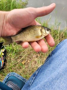 Crucian Carp
