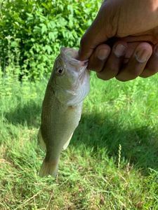 Largemouth Bass