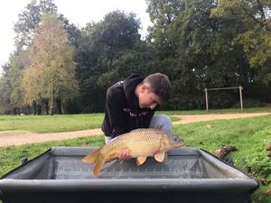 Common Carp