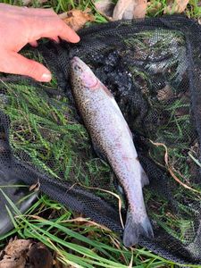 Rainbow Trout