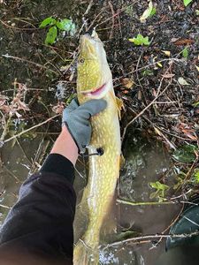 Northern Pike