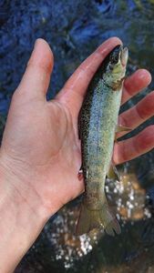 Brown Trout