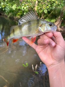European Perch