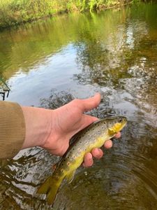 Brown Trout