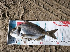 Gilthead Seabream