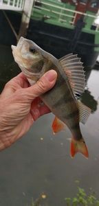 European Perch