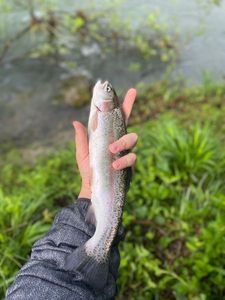 Rainbow Trout