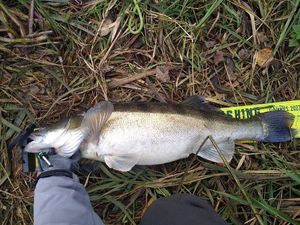 Zander