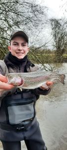 Rainbow Trout