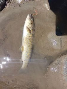 Brown Trout