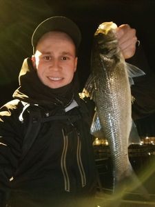 European Bass (Seabass)