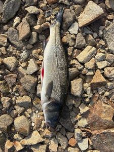European Bass (Seabass)