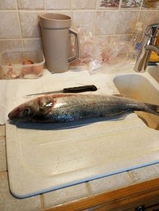 European Bass (Seabass)