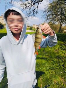 European Perch