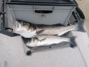 European Bass (Seabass)
