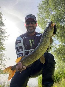 Northern Pike
