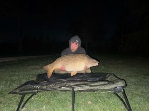 Common Carp