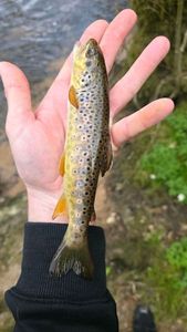 Brown Trout