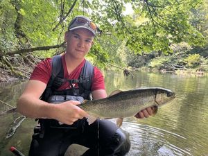 Rainbow Trout