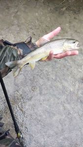 Brown Trout