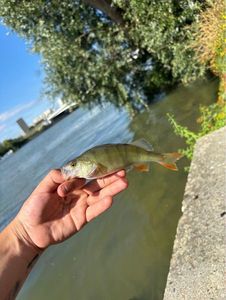 Yellow Perch