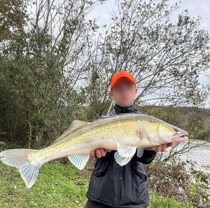 Zander