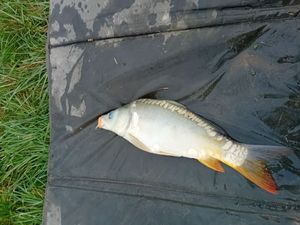 Mirror Carp