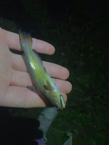 Black Bullhead