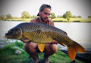 Common Carp