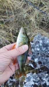 European Perch