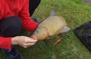 Tench