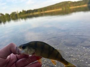 European Perch