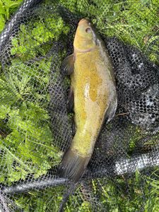Tench