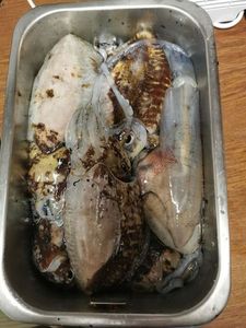 Common Cuttlefish