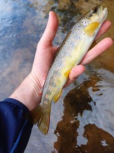 Brown Trout