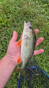 European Perch