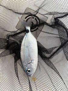 Saddled Seabream