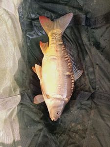 Mirror Carp