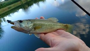 Largemouth Bass