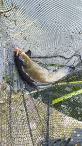 Tench