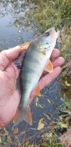 European Perch