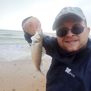 European Bass (Seabass)