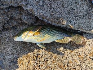 Ballan Wrasse