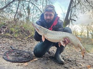 Northern Pike