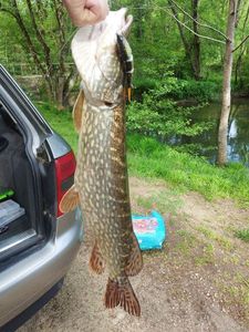 Northern Pike