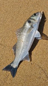 European Bass (Seabass)