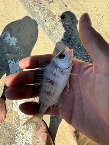 Black Seabream