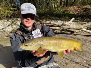 Brown Trout