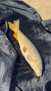 Common Carp